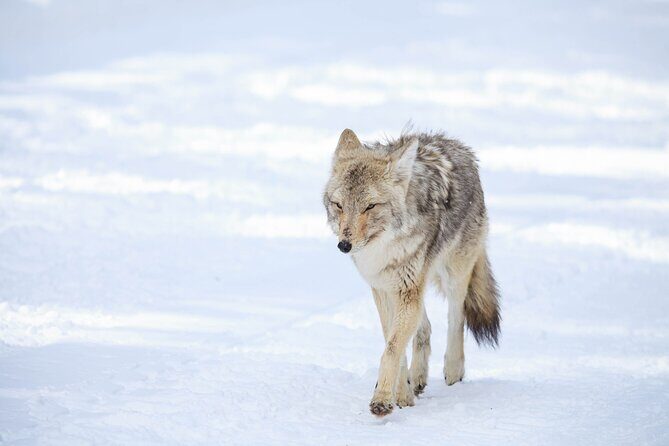 Yellowstone Winter Wildlife Safari from Bozeman - Private Tour - Who Should Consider This Tour?