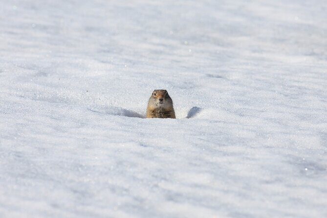 Yellowstone Winter Wildlife Safari from Bozeman - Private Tour - The Sum Up