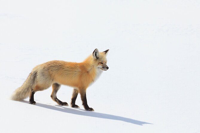 Yellowstone Winter Wildlife Safari from Bozeman - Private Tour - Frequently Asked Questions