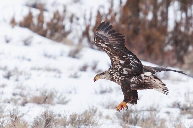 Yellowstone Winter Wildlife Safari From Gardiner - Analyzing the Experience: What You Get and Why It Matters