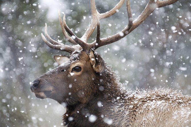 Yellowstone Wolves and Winter 4Day/3Night Adventure from Montana - The Value of a Guided Wildlife Tour
