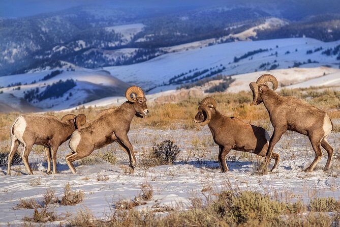 Yellowstone Wolves and Winter 4Day/3Night Adventure from Montana - Authentic Experiences & Reviews