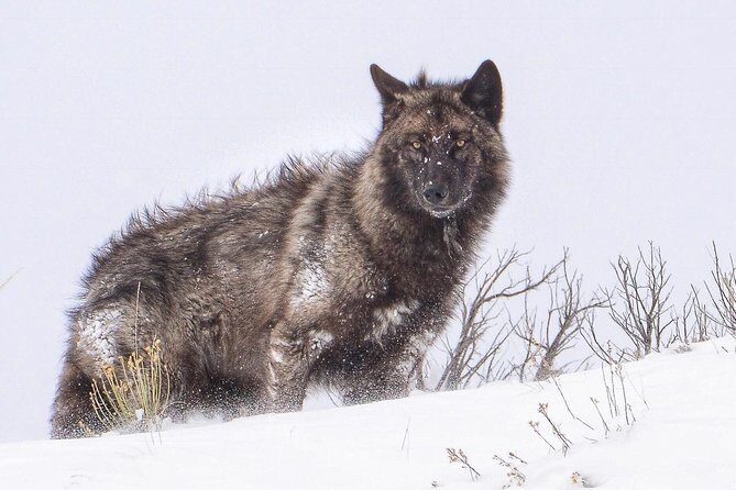 Yellowstone Wolves and Winter 4Day/3Night Adventure from Montana - Who Should Consider This Tour?