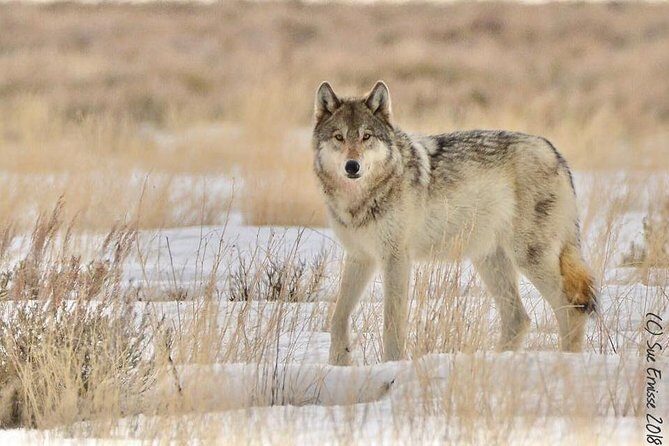 Yellowstone Wolves and Winter 4Day/3Night Adventure from Montana - FAQ