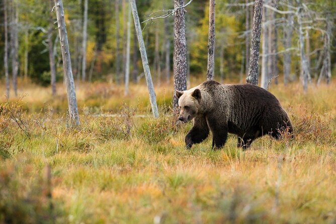 Yellowstone's Lamar Valley & Picnic Private Tour + Wildlife Guide - Exploring Yellowstone’s Lamar Valley & Picnic Private Tour + Wildlife Guide