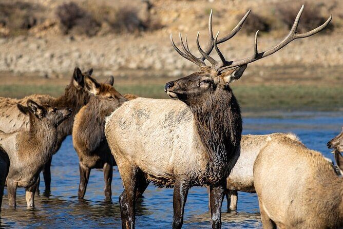 Yellowstone's Lamar Valley & Picnic Private Tour + Wildlife Guide - FAQs