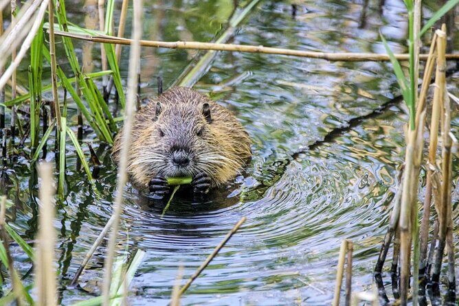 Yellowstone's Lamar Valley & Picnic With Wildlife Guide - FAQs