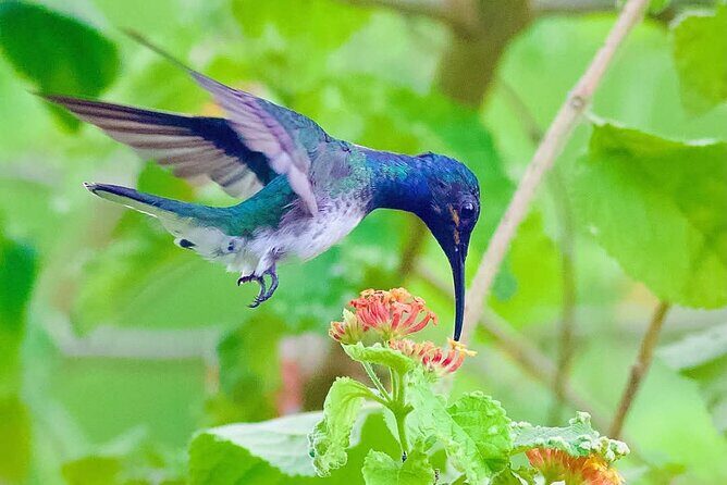 Yerette Home of the Hummingbird - Cancellation and Booking Details