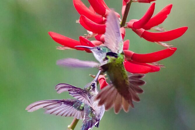 Yerette Home of the Hummingbird - Final Thoughts