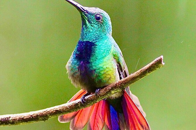 Yerette Home of the Hummingbird - Final Summary