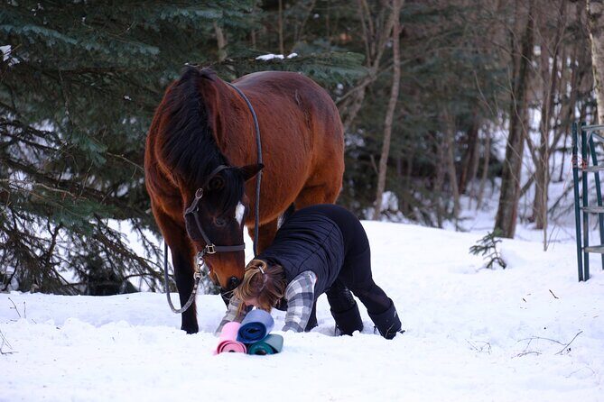 Yoga with Horses - The Sum Up