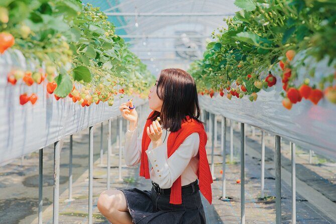 YokaBus Fukuoka Strawberry Picking and Sakura Dyeing Experience - Fukuoka’s Unique Blend of Nature and Craft: A Close Look at the YokaBus Strawberry Picking and Sakura Dyeing Tour