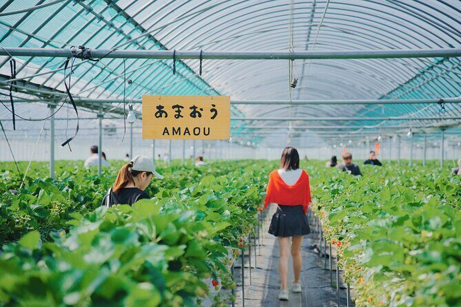 YokaBus Fukuoka Strawberry Picking and Sakura Dyeing Experience - Transportation, Group Size, and Overall Value