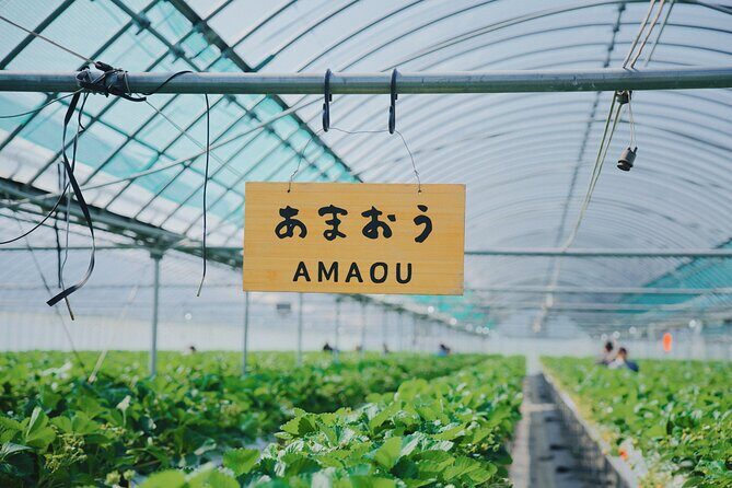YokaBus Fukuoka Strawberry Picking and Sakura Dyeing Experience - FAQ