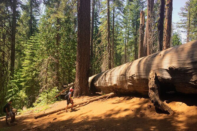Yosemite and Giant Sequoias Day Tour - Authentic Experiences and Real Feedback