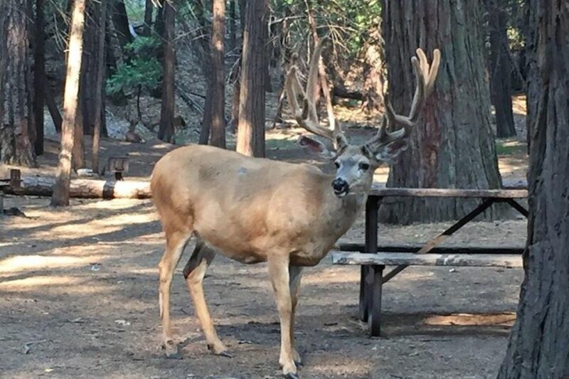 Yosemite: Full-Day Tour with Lunch and Hotel Pick-up - Transportation and Group Dynamics