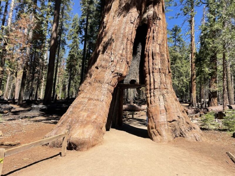 Yosemite, Giant Sequoias, Private Tour from San Francisco - FAQ