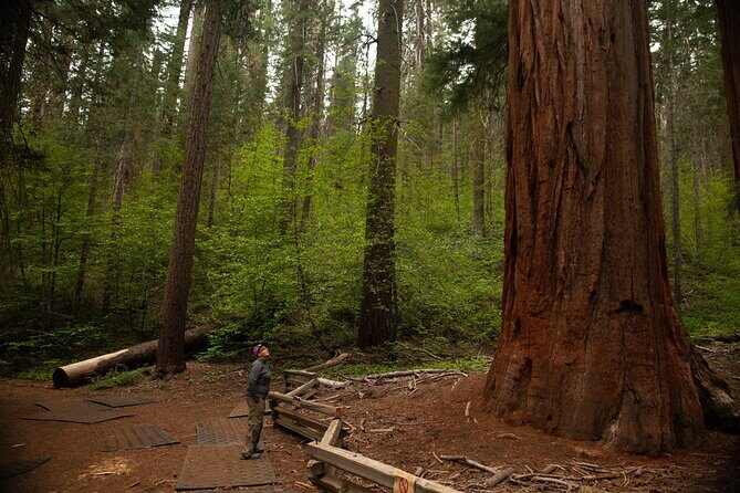 Yosemite High Country & Mariposa Full Day Small Group Tour & Hike - An In-Depth Look at the Yosemite Experience