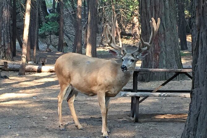 Yosemite Highlights Small Group Tour - FAQ