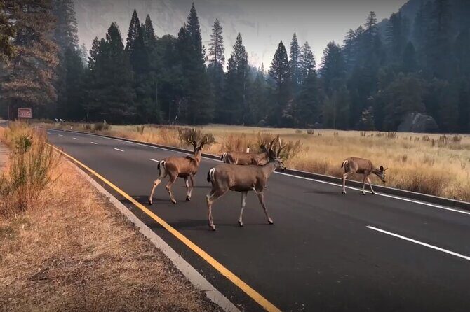 Yosemite, Kings Canyon National Parks 2 Day Tour from SF - Key Points