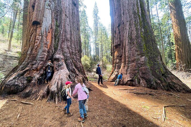 Yosemite Magic: Highlights, Sunset, and S'mores - Who Should Consider This Tour?