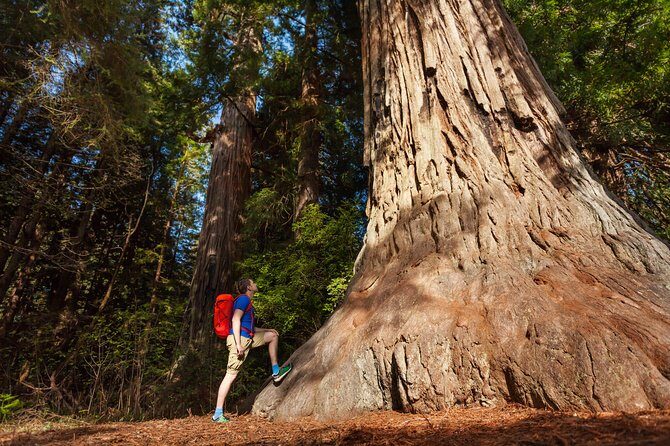 Yosemite National Park and Giant Sequoias Tour from San Jose - Transportation and Comfort