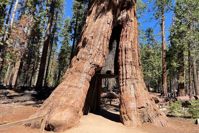 Yosemite National Park & Sequoias Private Tour from San Francisco - An Honest Look at the Yosemite National Park & Sequoias Private Tour from San Francisco