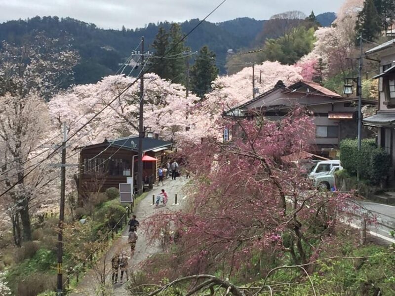 Yoshino: Private Guided Tour & Hiking in a Japanese Mountain - Key Points