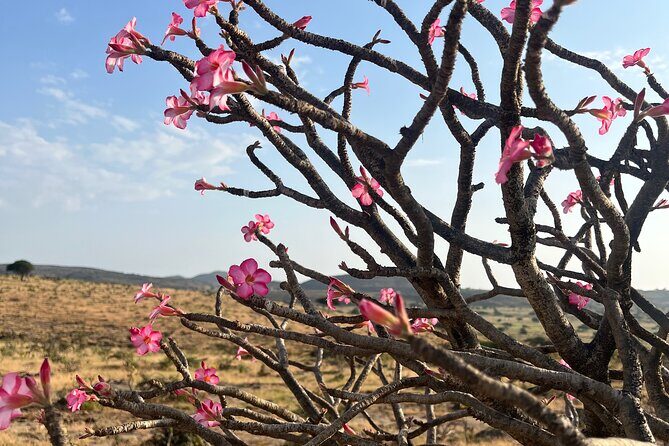Your Salalah Tour-Your German speaking tour provider/mountain tour - Jabal Samhan: The Mountain of Dreams