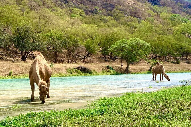 Your Salalah Tour-Your German speaking tour provider/mountain tour - Authenticity and Local Connections