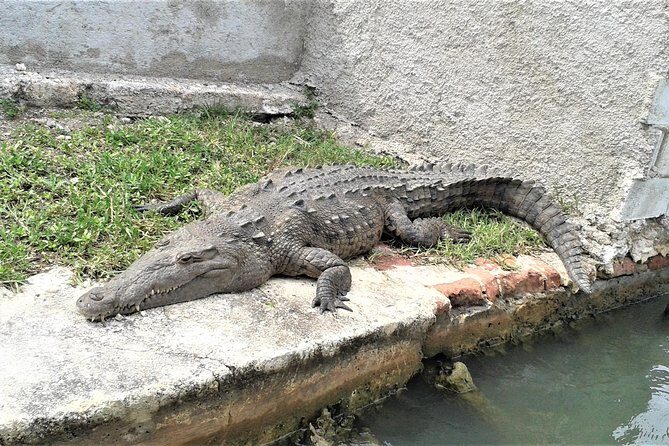 YS Falls and Black River Safari Guided Tour from Montego Bay and Grand Palladium - The Itinerary Breakdown: What You’ll Experience