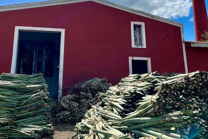 Yucatan Discovery: Motul, Hacienda, Xcambo, Xtampu & Progreso - What Real Travelers Say