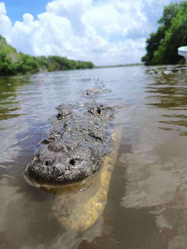 Yucatán: Río Lagartos Biosphere Reserve Boat Tour - Whats Included and Whats Not