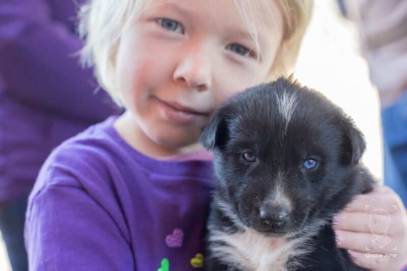 Yukon Dogs and Gold - The Itinerary Breakdown: What to Expect