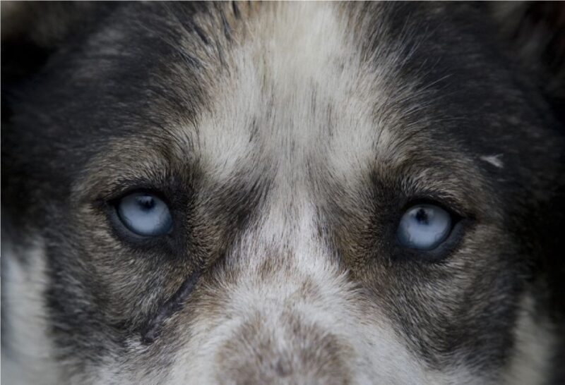 Yukon Dogs and Gold - Is This Tour Worth the Price?