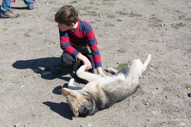 Yukon Dogs and Gold - The Sum Up