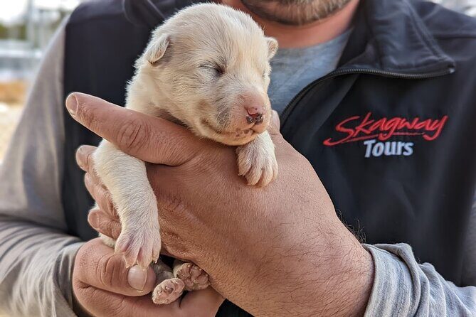 Yukon Husky Puppy Play Time & Summit Tour - Key Points