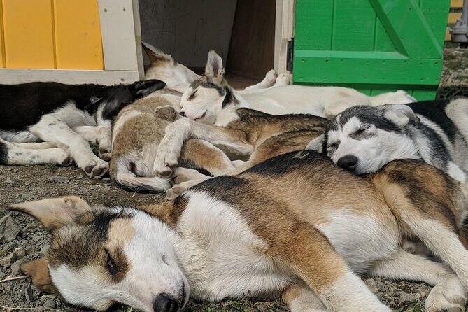 Yukon Husky Puppy Play Time & Summit Tour - An In-Depth Look at the Tour