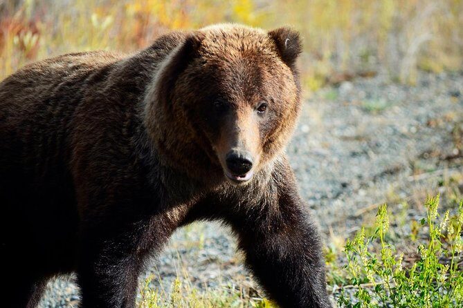 Yukon Summer Dream - Active Summer Adventure | 5 days - FAQ