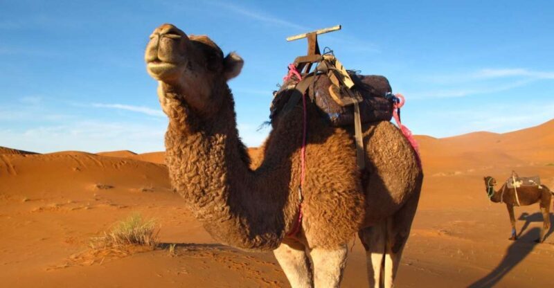 Zagora Sahara Desert Overnight Trip from Ouarzazate - Transportation and Comfort