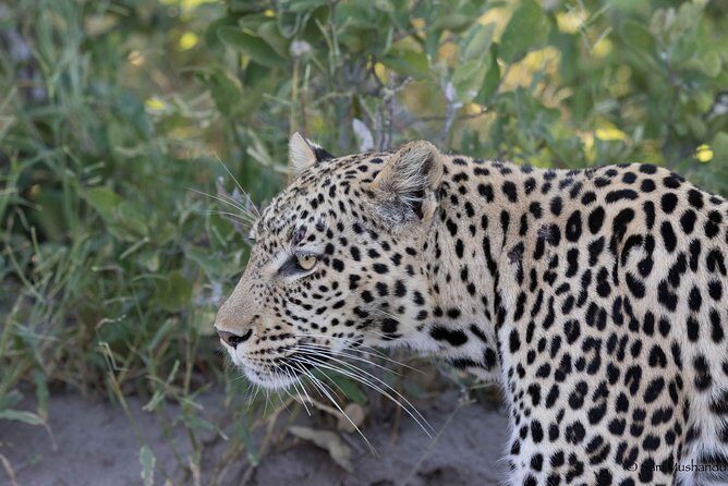 Zambezi National Park Game Drive AM /PM - Zambezi National Park Game Drive AM /PM: Authentic Wildlife Encounters Just Outside Victoria Falls