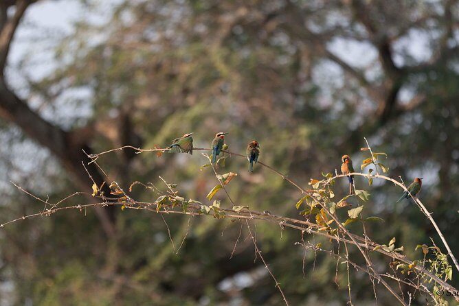Zambezi National Park Game Drive AM /PM - What to Expect from the Itinerary