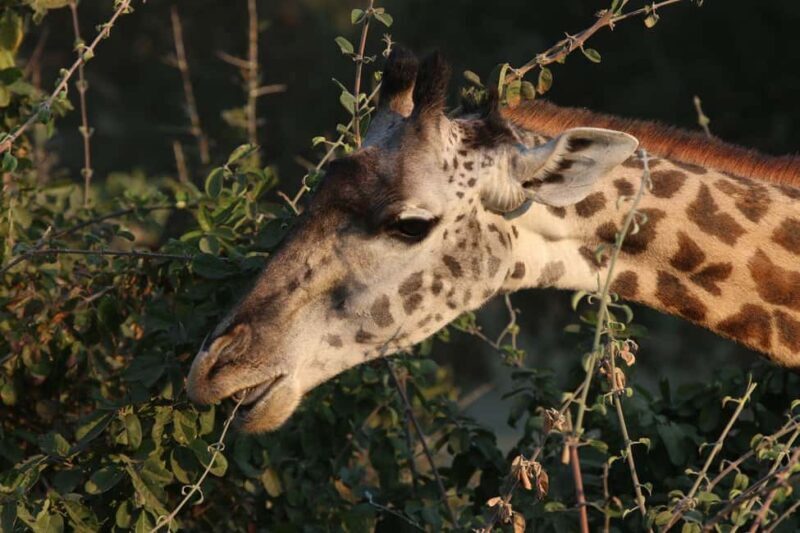 Zambezi National Park Private Wildlife Safari (4 - 10 hours) - The Itinerary in Detail