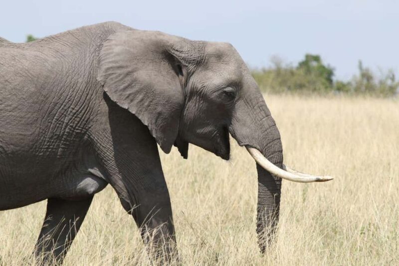 Zambezi National Park Private Wildlife Safari (4 - 10 hours) - Authentic Encounters and Recommendations