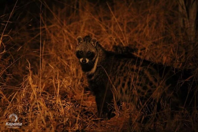 Zambezi Night Game Drive - Key Points