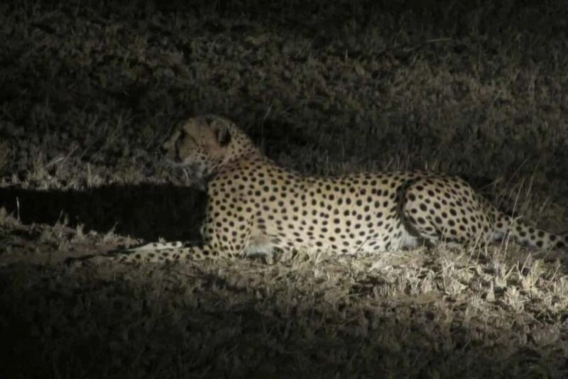 Zambezi Night Game Drive - The Experience in Detail