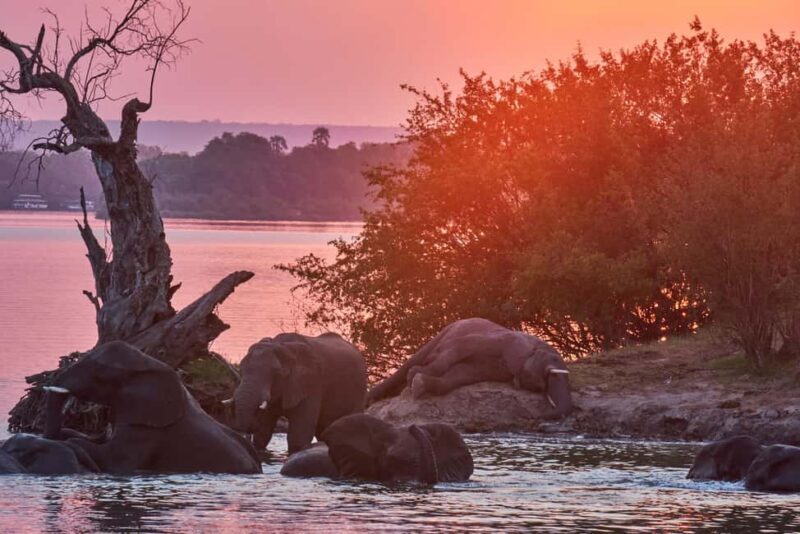 Zambezi River: Dinner Cruise - An In-Depth Look at the Zambezi River Dinner Cruise