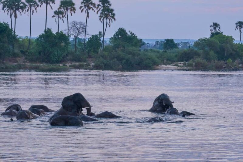 Zambezi River: Dinner Cruise - The Sum Up: Why This Experience Is Worth Considering
