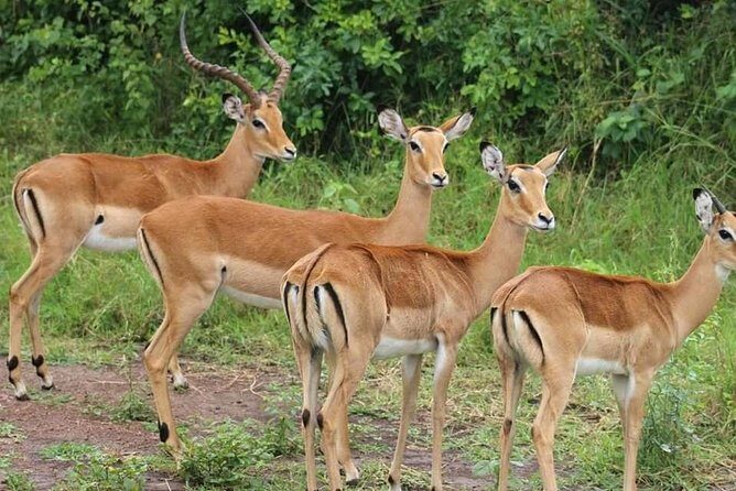 Zambezi Sundowner Cruise - FAQ