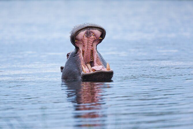 Zambezi Sunset Cruise Wildlife, Drinks & Breathtaking Views - Final Thoughts